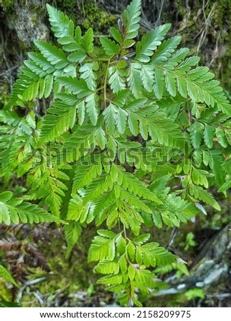 beautiful fern leaves are perfect for decoration in summer