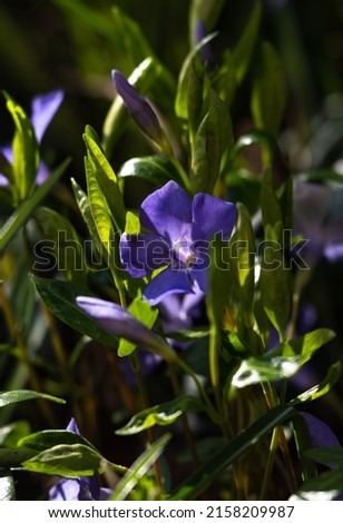 Blooming blue periwinkle. Soft focus. Spring colors of nature.	
