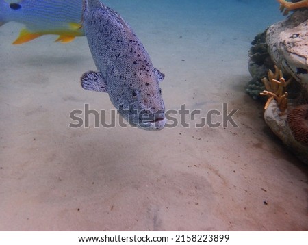 An underwater photo of a Nassau Grouper fish swimming among the rock and coral reef.