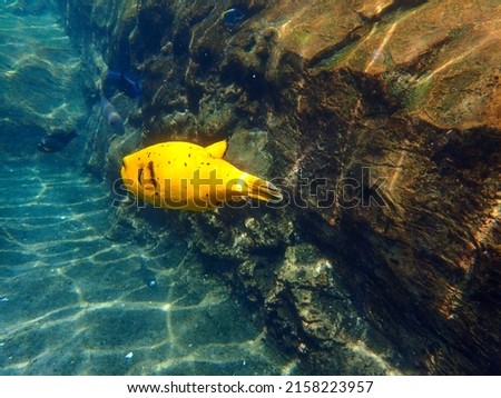An underwater photo of a yellow Dogfaced Puffer fish swimming among the rock and coral reef. Royalty-Free Stock Photo #2158223957