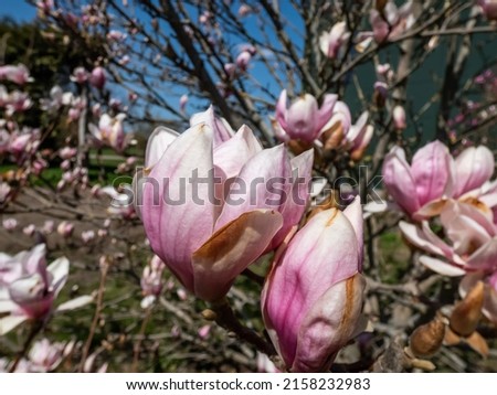The saucer magnolia - Magnolia × soulangeana (Magnolia denudata × Magnolia liliiflora) flowering with large, early-blooming flowers in shades of white, pink and purple in bright sunlight in spring