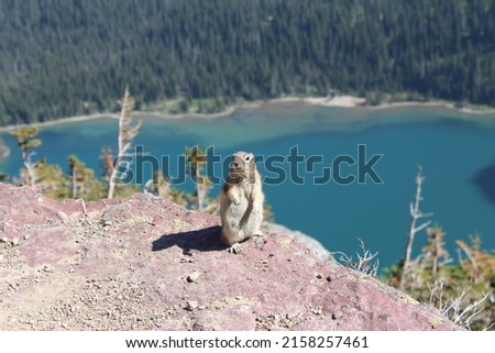 Grinnell Glacier, Glacier national park, national park, squirrel, nature Royalty-Free Stock Photo #2158257461