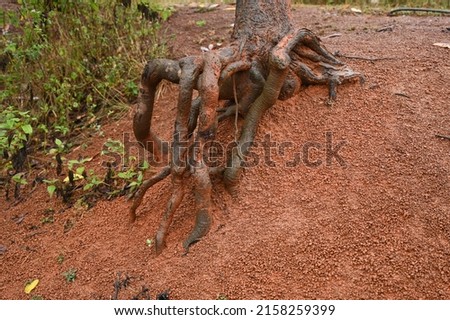 A different type of root pattern on red soil.