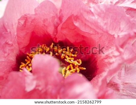 Close up of beautiful dark coral color tree peony flower.
