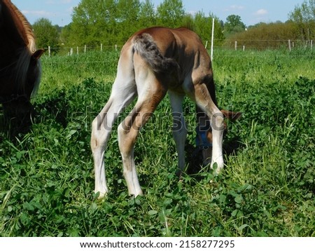 hoarses mare and foal  an equine up to one year old; this term is used mainly for horses, but can be used for donkeys. More specific terms are colt for a male foal and filly for a female foal  Royalty-Free Stock Photo #2158277295