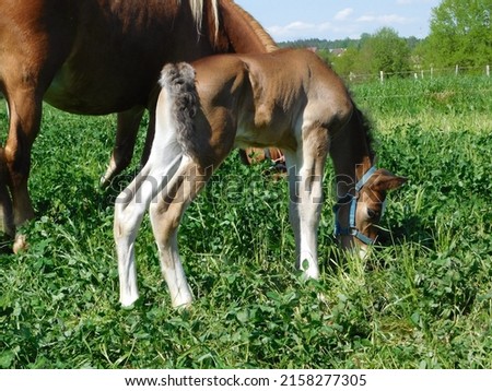 hoarses mare and foal  an equine up to one year old; this term is used mainly for horses, but can be used for donkeys. More specific terms are colt for a male foal and filly for a female foal  Royalty-Free Stock Photo #2158277305