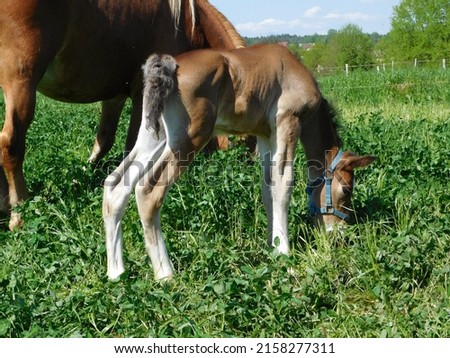 hoarses mare and foal  an equine up to one year old; this term is used mainly for horses, but can be used for donkeys. More specific terms are colt for a male foal and filly for a female foal  Royalty-Free Stock Photo #2158277311