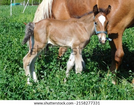 hoarses mare and foal  an equine up to one year old; this term is used mainly for horses, but can be used for donkeys. More specific terms are colt for a male foal and filly for a female foal  Royalty-Free Stock Photo #2158277331