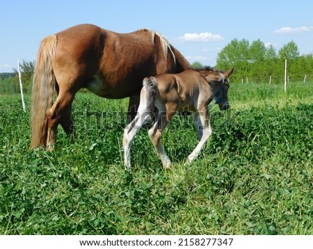 hoarses mare and foal  an equine up to one year old; this term is used mainly for horses, but can be used for donkeys. More specific terms are colt for a male foal and filly for a female foal  Royalty-Free Stock Photo #2158277347
