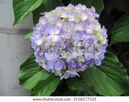    Pictures of light purple hydrangeas beginning to change color.                            