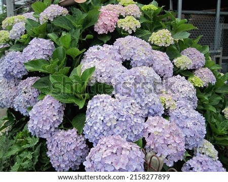    Pictures of light purple hydrangeas beginning to change color.                            