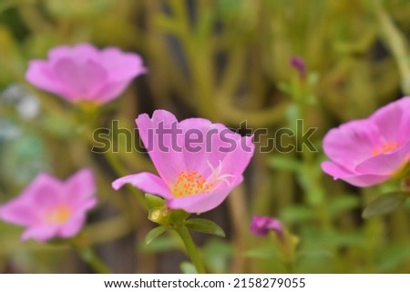 Portulaca grandiflora or other names in Thailand Flower of Mr. wake up late ,red flower,flower