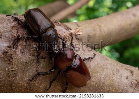 Pictures of male and female beetles