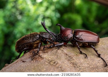 Pictures of male and female beetles