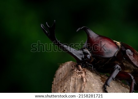 Pictures of male beetles resting on branches.