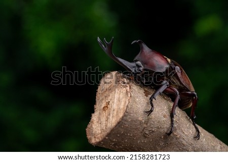 Pictures of male beetles resting on branches.