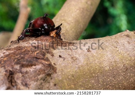 Pictures of beetles licking sap.