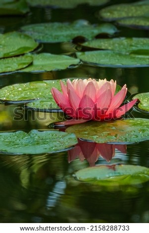 Big amazing bright pink water lily, lotus flower Perry's Orange Sunset in the garden pond. Close-up of Nymphaea reflected in water. Flower landscape for nature wallpaper