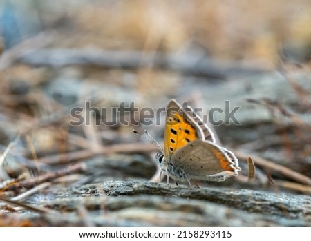 Macro photo of copper butterfly or lycaena phlaeas.