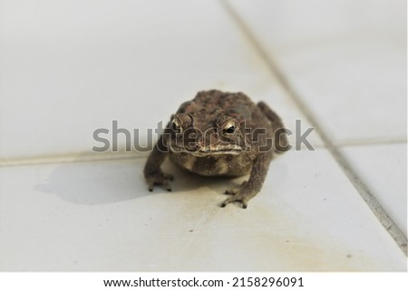 Common toad, Indonesian toad, or simply the toad, Bufo bufo, in front of white background
