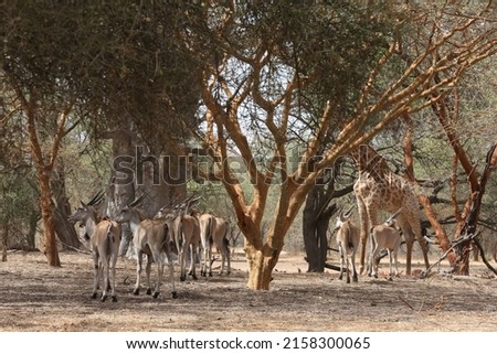 Giraffe and antelope in Bandia reserve, Senegal, Africa. African animal. Group of antelope. Safari in Africa, Bandia reserve. Senegalese nature, scenic African landscape, forest. Tourism in Africa Royalty-Free Stock Photo #2158300065