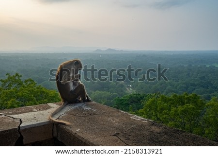Motrer monkey and baby monkey in Sigiriya, Sri Lanka on sunset