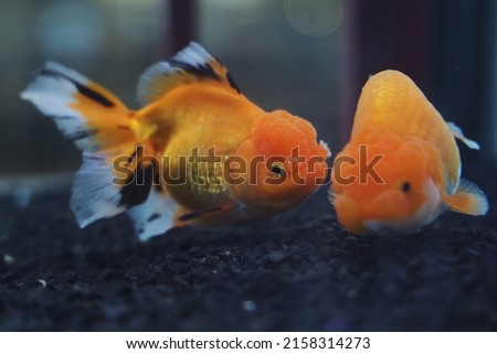 Gold fish swimming in aquarium.