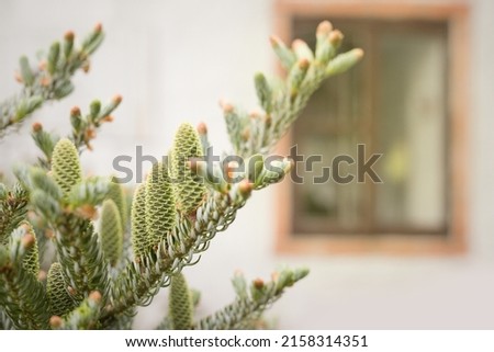 Detail of fresh spring fir cones and branches on country yard Royalty-Free Stock Photo #2158314351