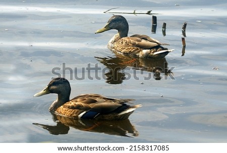 A pair of ducks, male and female, are swimming on the water