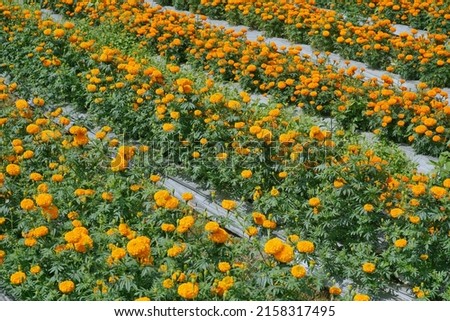 Marigold Flowers which planted in Petang, Bali - Indonesia.