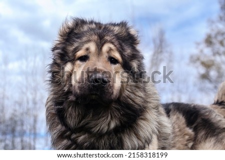 portrait of a caucasian shepherd dog on a background of greenery Royalty-Free Stock Photo #2158318199