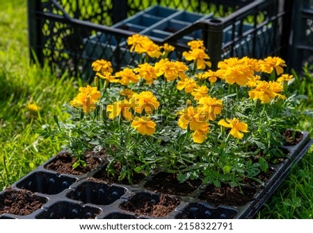 Trays of plant and flower seedlings started indoors outside in the process of hardening off in spring in a home garden. Collection includes a variety of annuals and perennials. Royalty-Free Stock Photo #2158322791