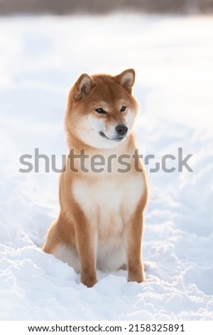 Profile Portrait of cute and beautiful shiba inu female puppy sitting in the forest in winter at sunset. Adorable young Japanese shiba inu female dog in the snow