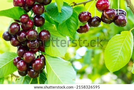 Close up on big Cherries hanging on a cherry tree branch. Royalty-Free Stock Photo #2158326595
