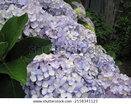 Pictures of light purple hydrangeas beginning to change color.                 