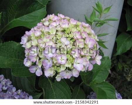 Pictures of light purple hydrangeas beginning to change color.         
