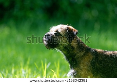 Border Terrier 19 week old puppy standing on grass.
