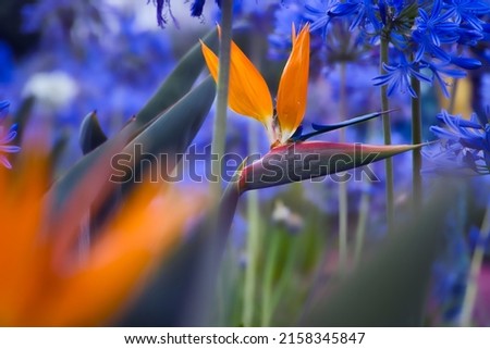 The selective focus shot of an orange Bird of Paradise plant in with a blurred blue flower field background Royalty-Free Stock Photo #2158345847