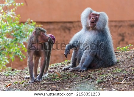 Adult male Hamadryas baboon (Papio hamadryas) and its female partner having red swollen bottoms in order to indicate that they are ready to mate and are ovulating