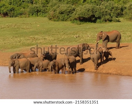 A view of beautiful elephants by the lake in a forest