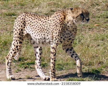A view of a beautiful Cheetah in a field on a sunny day