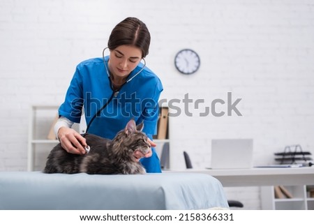 Veterinarian examining maine coon with stethoscope in clinic Royalty-Free Stock Photo #2158366331