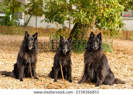 wolf black belgian shepherd dog groenendael  Royalty-Free Stock Photo #2158366855