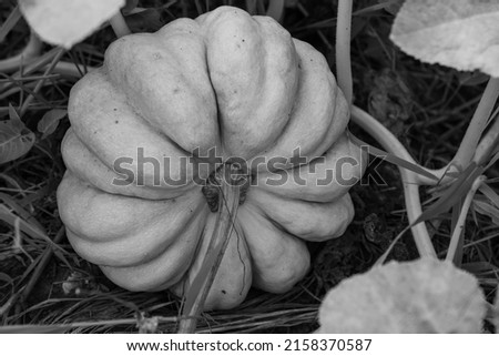 Black and white photo. A small, indigenous pumpkin that is grown for eating in Southeast Asia.