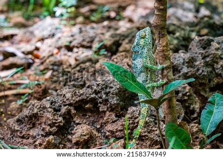 Chameleon climb on the tree. Chameleo on Zanzibar