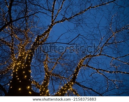 Tree wrapped in lights at night. Christmas outdoor lights, New Year atmosphere.