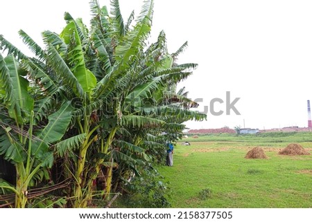 banana tree stock on farm for harvest and sell
