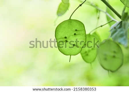 Lunaria flowering Plant with green unripe seedpod leaves in the garden. Lunaria annua, called honesty or annual honesty plants Royalty-Free Stock Photo #2158380353