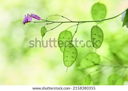 Lunaria flowering Plant with green unripe seedpod leaves in the garden. Lunaria annua, called honesty or annual honesty plants Royalty-Free Stock Photo #2158380355