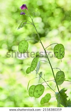 Lunaria flowering Plant with green unripe seedpod leaves in the garden. Lunaria annua, called honesty or annual honesty plants Royalty-Free Stock Photo #2158380359
